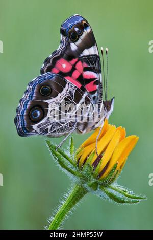 American Painted Lady Butterfly auf Black-Eyed Susan, E USA, von Skip Moody/Dembinsky Photo Assoc Stockfoto