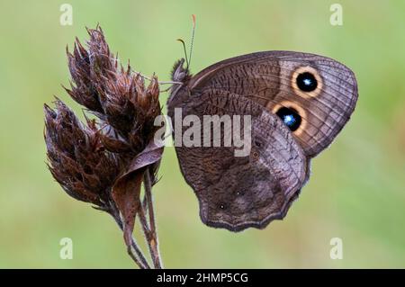 Gewöhnlicher Waldnymphe-Schmetterling (Cercyonis pegala), ruhend, Spätsommer, E USA, von Skip Moody/Dembinsky Photo Assoc Stockfoto