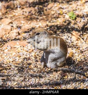 Brown White Round Tailed Ground Eichhörnchen Desert Botanical Garden PhoenixDesert Botanical Garden Phoenix Arizona Eichhörnchen sehr häufig Südwesten der USA Stockfoto