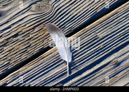 Vogelfeder auf abgenutzten Holzplanken der Promenade Stockfoto