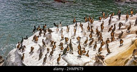 Kormoran Vogel für auf La Jolla Beach in San Diego, CA, Amerika. Stockfoto