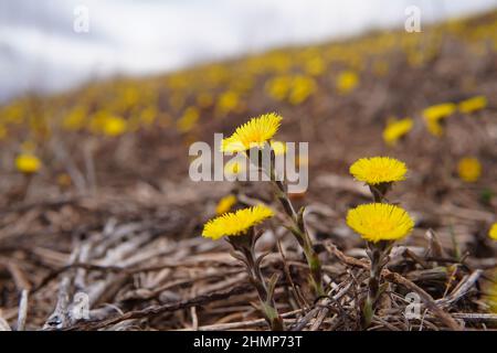Fleck blühender Dandelionen auf einem Hügel Stockfoto