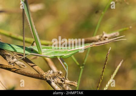 Grüne Kegelkopfgrasschrecke auf Ast. (Acrida ungarica) Stockfoto