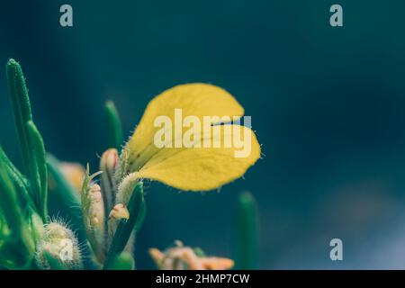 Ajuga chamaepitys, geschliffene Kiefer. Gelbe Wildpflanze im Stier, Mittelmeer Stockfoto