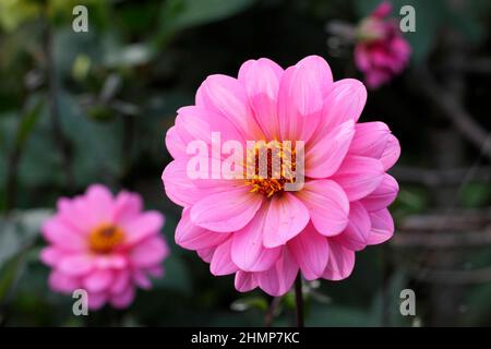 Dahlia Rosamunde, rosa offene Dahlie mit dunklem Laub. VEREINIGTES KÖNIGREICH Stockfoto