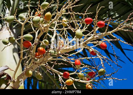 Manilapalmenfrüchte (Adonidia merrillii), Rio de Janeiro Stockfoto