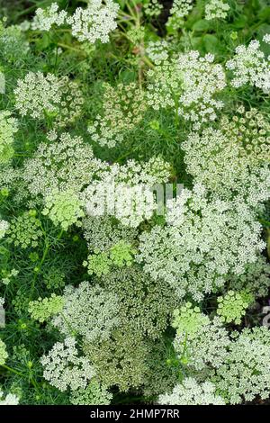 Ammi visnaga, 'Green Mist', auch Bishop's Weed und Queen Anne's Lace genannt. VEREINIGTES KÖNIGREICH Stockfoto