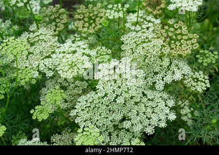 Ammi visnaga, 'Green Mist', auch Bishop's Weed und Queen Anne's Lace genannt. VEREINIGTES KÖNIGREICH Stockfoto