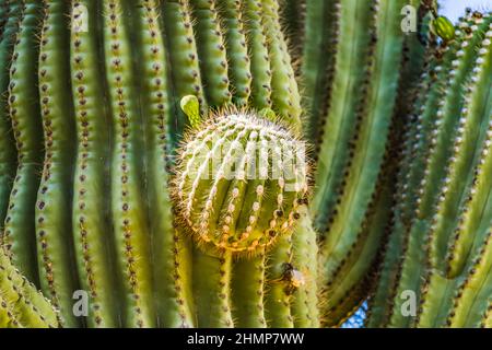 Cactus Ball Golden Torch Cactus Desert Botanical Garden Phoenix Arizona. Stockfoto