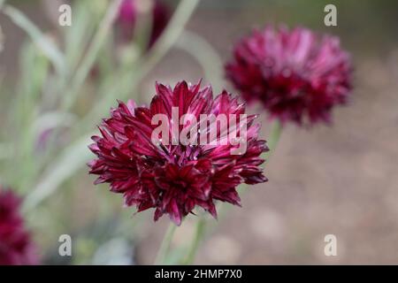 Centaurea cyanus 'Black Ball' Kornblume, eine tiefrote winterharte Jahresblüte mit doppelter Blüte im Spätsommer. VEREINIGTES KÖNIGREICH Stockfoto