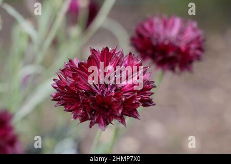 Kornblumen. Centaurea Cyanus „Black Ball“ Kornblume, eine tiefrote, harte Jahresblume mit doppelten Blüten im Spätsommer. UK Stockfoto