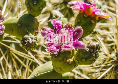 Rosenkette Fruchtcholla Kaktus Silbercholla Kaktus blühender Macro Cylindropuntia fulgida Desert Botanical Garden Phoenix Arizona Stockfoto