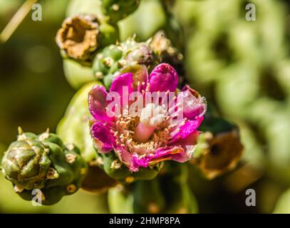 Rosenkette Fruchtcholla Kaktus Silbercholla Kaktus blühender Macro Cylindropuntia fulgida Desert Botanical Garden Phoenix Arizona Stockfoto