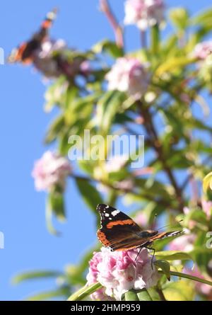 Selbst an einem frostigen Februarmorgen zieht strahlender Sonnenschein und der starke Duft von Daphne odora rote Admiralschmetterlinge (Vanessa atalanta) aus dem Winterschlaf an Stockfoto