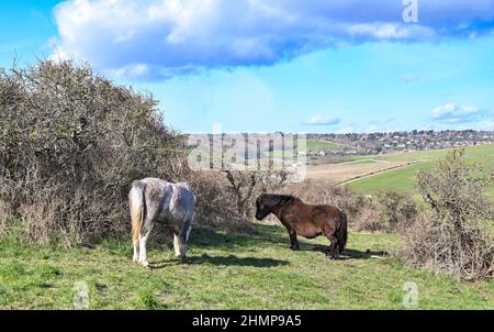 Eastbourne, Großbritannien. 11th Februar 2022 - Ponys grasen Genießen Sie das Wetter am Beachy Head in der Nähe von Eastbourne an einem schönen sonnigen Nachmittag, aber viel milderes und nasses Wetter ist für die nächsten Tage in Großbritannien prognostiziert : Credit Simon Dack / Alamy Live News Stockfoto