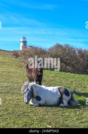 Eastbourne, Großbritannien. 11th Februar 2022 - Ponys Genießen Sie das Wetter am Beachy Head mit dem Belle Tout Leuchtturm hinter Eastbourne an einem schönen sonnigen Nachmittag, aber viel milderes und nasses Wetter wird für die nächsten Tage in Großbritannien prognostiziert : Credit Simon Dack / Alamy Live News Stockfoto