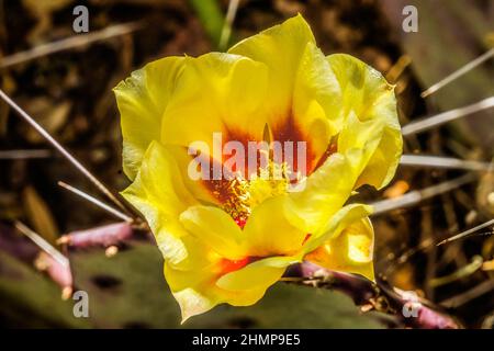 Gelbe rote Blüte östlicher Kaktus aus stacheliger Birne blühender Macro Opuntia humifusa Desert Botanical Garden Phoenix Arizona Stockfoto