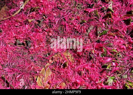 Malaiischer Apfel blüht (Syzygium malaccense) auf dem Boden Stockfoto
