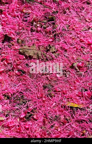 Malaiischer Apfel blüht (Syzygium malaccense) auf dem Boden Stockfoto