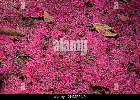 Malaiischer Apfel blüht (Syzygium malaccense) auf dem Boden Stockfoto
