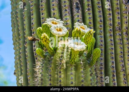 Große Weiße Blumen Sajuaro Kaktus Blühender Desert Botanical Garden Phoenix Arizona. Carnegiea gigantea. Größter Kaktus der Welt Stockfoto