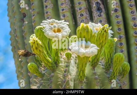 Große Weiße Blumen Sajuaro Kaktus Blühender Desert Botanical Garden Phoenix Arizona. Carnegiea gigantea. Größter Kaktus der Welt Stockfoto