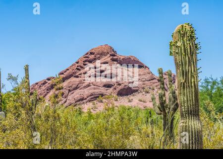 Große Weiße Blumen Sajuaro Kaktus Blühender Brown Mountain Desert Botanical Garden Phoenix Arizona. Carnegiea gigantea. Größter Kaktus der Welt Stockfoto