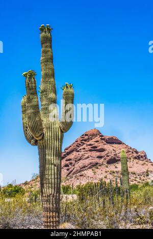 Große Weiße Blumen Sajuaro Kaktus Blühender Brown Mountain Desert Botanical Garden Phoenix Arizona. Carnegiea gigantea. Größter Kaktus der Welt Stockfoto