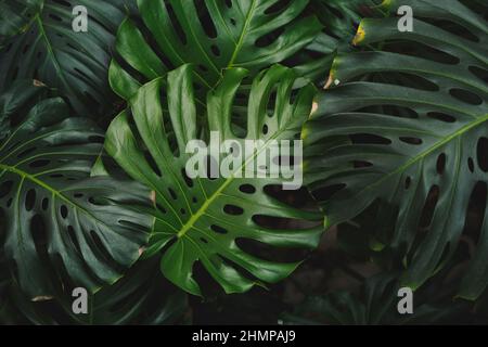 Philodendron- oder Monstera Deliciosa-Textur. Große Monstera-Blätter mit verschiedenen Grüntönen. Dunkler tropischer Blatthintergrund, Natur, tropisches Blatt Stockfoto