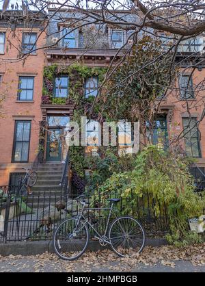 Rote Backsteinmauer aus Brownstone, bedeckt mit grünem Efeu und Pflanzen in Brooklyn, NY Stockfoto