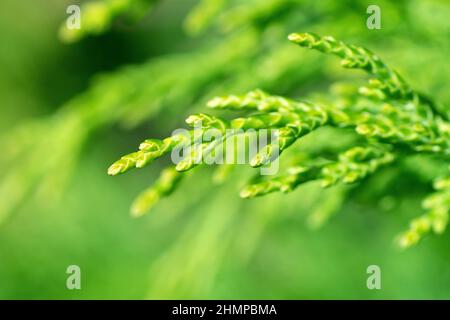 Leyland Cypress (cupressocyparis leylandii), Nahaufnahme des charakteristischen, frondähnlichen Laubs des häufig gepflanzten Baumes, mit geringer Schärfentiefe. Stockfoto