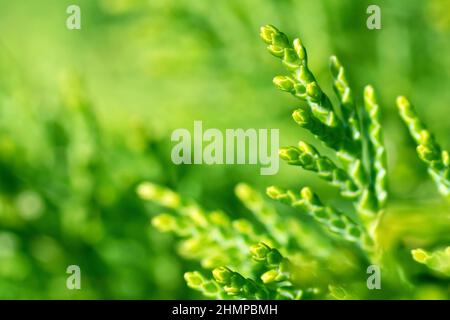 Leyland Cypress (cupressocyparis leylandii), Nahaufnahme des charakteristischen, frondähnlichen Laubs des häufig gepflanzten Baumes, mit geringer Schärfentiefe. Stockfoto