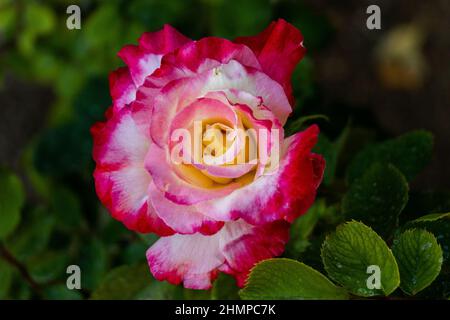 Rosengarten - Rosenvielfalt im Rosengarten Stockfoto