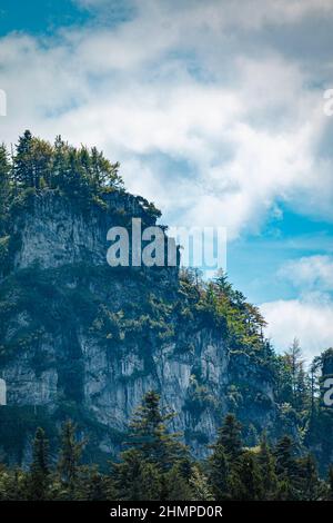 Blick auf einige Bäume, die auf einem Steinhügel wachsen Stockfoto