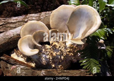 Pleurotus ostreatus - blauer Austernpilz. Stockfoto