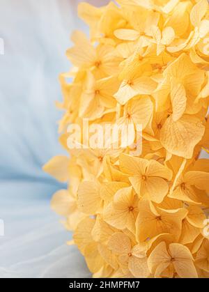 Erhaltene Hortensien aus der Nähe. Ewig, stabil, für immer Hortensienblüte. Stabilisierte Blüten. Selektiver Fokus Stockfoto