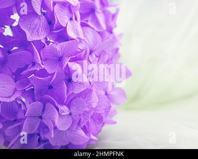 Erhaltene Hortensien aus der Nähe. Ewig, stabil, für immer Hortensienblüte. Stabilisierte Blüten. Selektiver Fokus Stockfoto