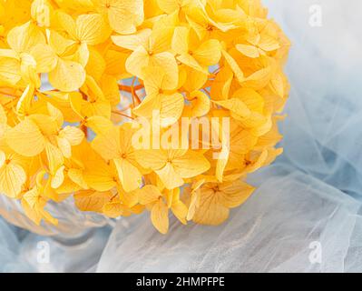 Erhaltene Hortensien aus der Nähe. Ewig, stabil, für immer Hortensienblüte. Stabilisierte Blüten. Selektiver Fokus Stockfoto