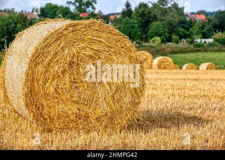 Feld mit Strotrollen im Harz Stockfoto