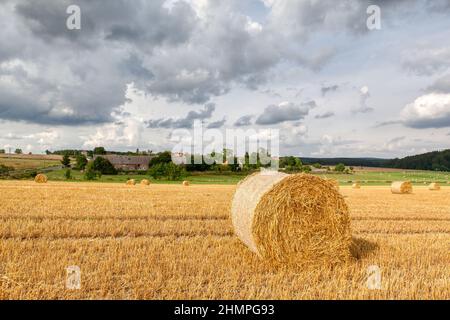 Feld mit Strotrollen im Harz Stockfoto