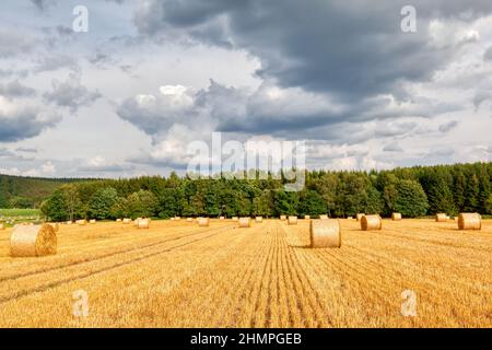 Feld mit Strotrollen im Harz Stockfoto