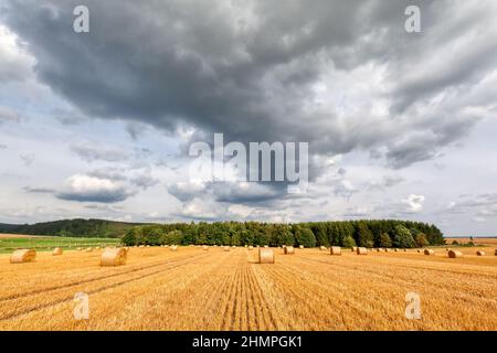 Feld mit Strotrollen im Harz Stockfoto