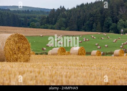 Feld mit Strotrollen im Harz Stockfoto