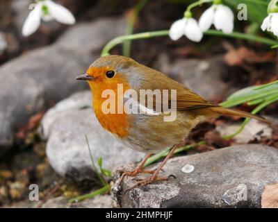 Europäischer Rotkehlchen auf Stein mit weißen Schneeglöckchen im Hintergrund Stockfoto