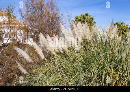 Cortaderia selloana, eine Art blühender Pflanze mit dem gemeinsamen Namen Pampas Gras, ist im südlichen Südamerika beheimatet, einschließlich der Pampas regi Stockfoto