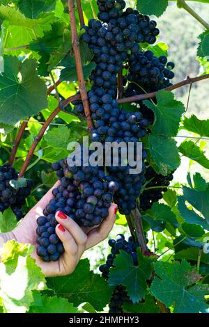 Die Hand der Frau pflückt ein Traubenbündel aus dem Weinberg, Spanien Stockfoto