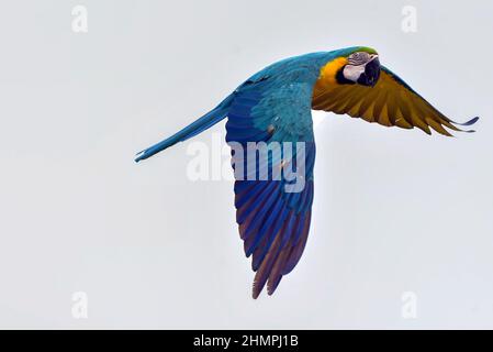 Ara Papagei im Flug, Indonesien Stockfoto