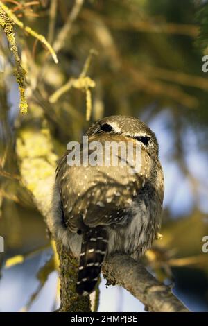 Nördliche Zwergkauz (Glaudidium gnoma) von der Rückseite mit ihren Augenflecken. Yaak Valley, MT. (Foto von Randy Beacham) Stockfoto