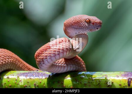 Mangrovengrubenviper bereit zum Streik, Indonesien Stockfoto