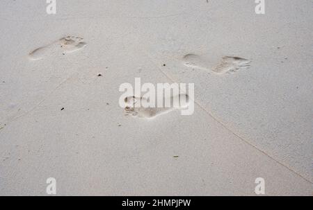 Fußabdrücke auf dem Sand an einem Strand, Seychellen Stockfoto